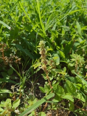 Amaranthus polygonoides