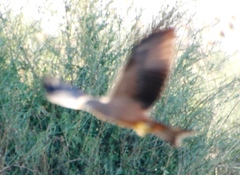 Milvus migrans parasitus