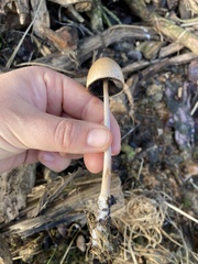 Panaeolus semiovatus