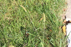 Setaria