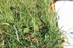 Setaria