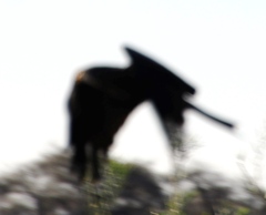 Milvus migrans parasitus