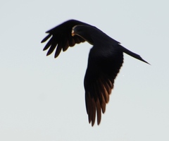 Milvus migrans parasitus