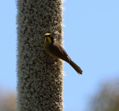 Lichenostomus melanops
