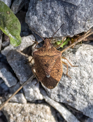 Euschistus servus euschistoides