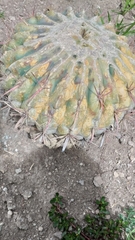 Ferocactus