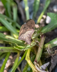 Euschistus servus euschistoides