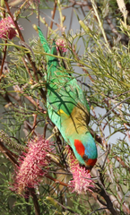 Glossopsitta concinna