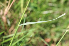 Setaria