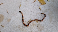 Micrurus tener