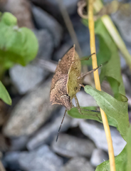 Euschistus servus euschistoides