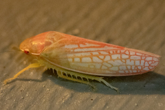 Gyponana gladia