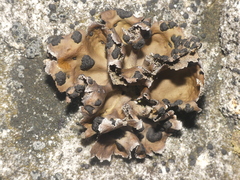 Umbilicaria muhlenbergii