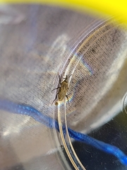 Sphenophorus parvulus