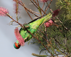 Glossopsitta concinna