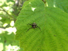 Thomisidae