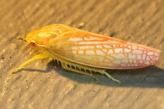 Gyponana gladia