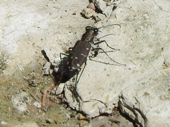 Cicindela duodecimguttata