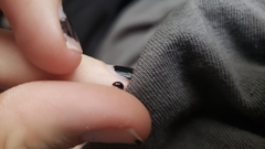 Hyperaspis bigeminata