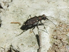 Cicindela duodecimguttata