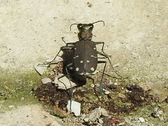 Cicindela duodecimguttata