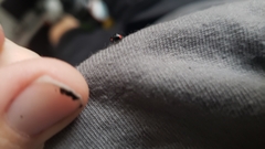 Hyperaspis bigeminata