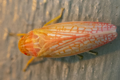 Gyponana gladia