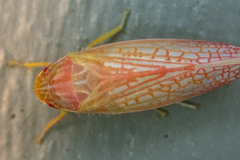 Gyponana gladia