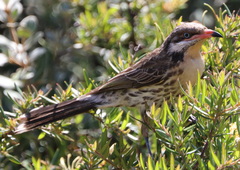 Acanthagenys rufogularis