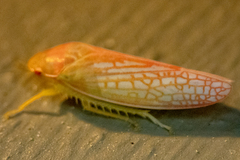 Gyponana gladia