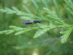 Sarginae