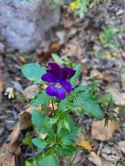 Viola