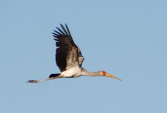 Mycteria ibis