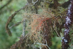 Usnea rubicunda