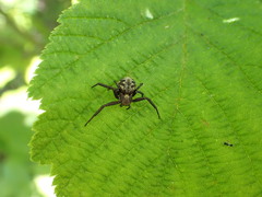 Thomisidae