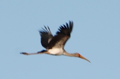 Mycteria ibis