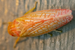 Gyponana gladia
