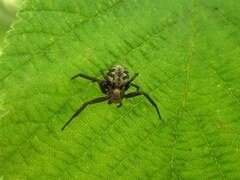 Thomisidae