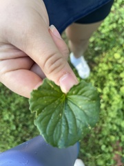 Violaceae