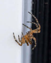 Larinioides patagiatus