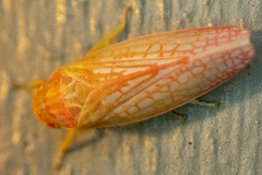 Gyponana gladia