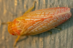 Gyponana gladia