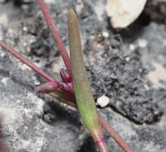 Tripogandra angustifolia