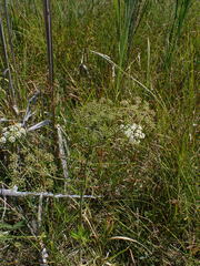 Apioideae