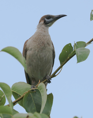 Philemon citreogularis