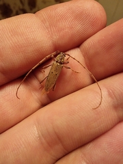 Eburida quadriguttata