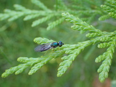 Sarginae
