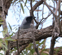 Coracina novaehollandiae