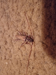 Eburida quadriguttata