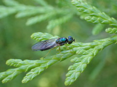 Sarginae